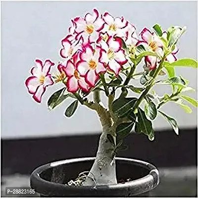 Baishnab  Adenium Plants For Garden Indoor 1 Live-thumb0