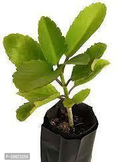 Baishnab  Patharkuchi plant CFO337 Bryophyllum P-thumb0