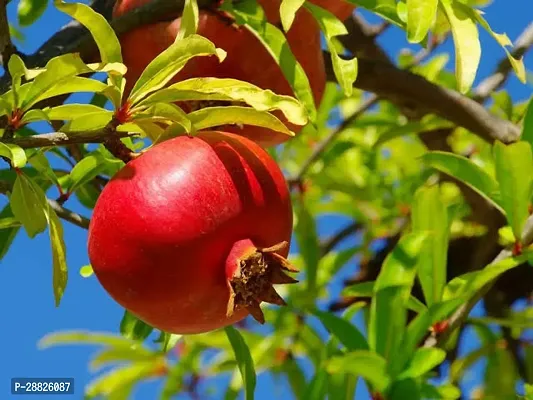 Baishnab  pj11 Pomegranate Plant-thumb0