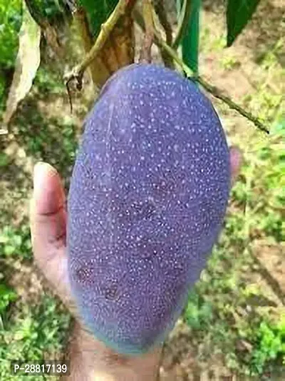 Baishnab  Indian Black stone mango plant Mango Plan-thumb0