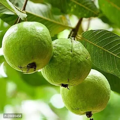 Baishnab Guava Plant Guava Armud Plant-thumb0