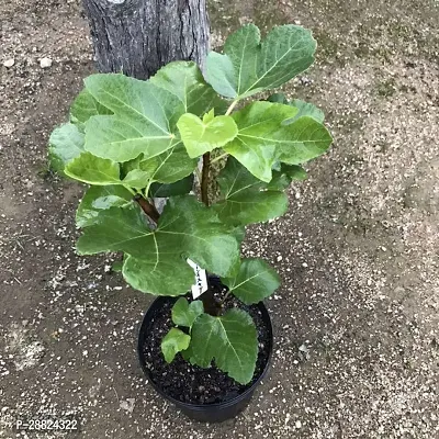 Baishnab  Egyptian Fig Live Plant Produced by Air L