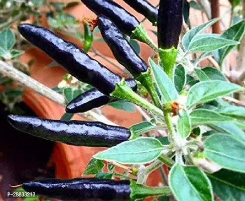 Baishnab chilli seed 15 ggwBlack Hot Chilli Seeds   long Variety15PIECE-thumb0