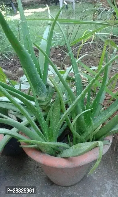 Baishnab  AARA11 Aloe Vera Plant-thumb0