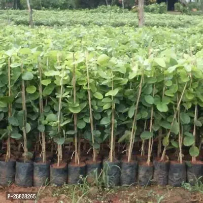 Baishnab  chandongg Red Sandalwood Plant