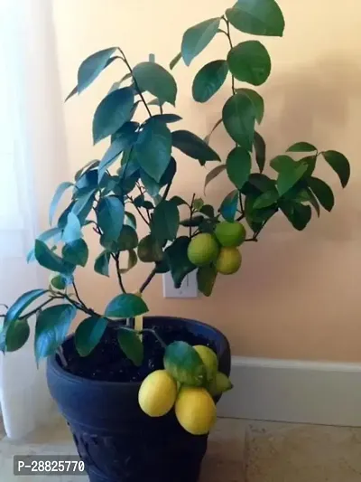 Baishnab  jlj11 Lemon Plant-thumb0