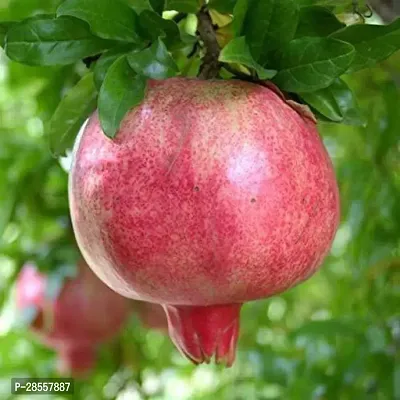 Baishnab Pomegranate Plant Anar plant14-thumb0