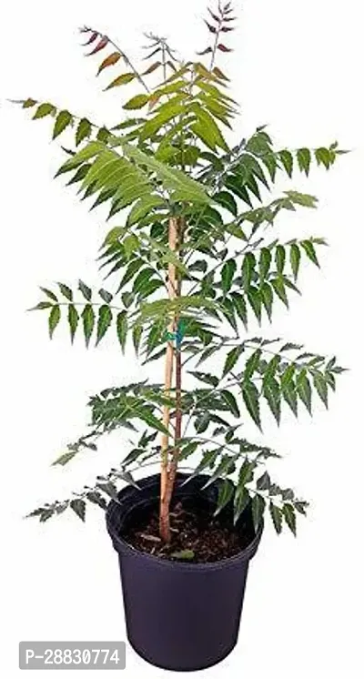 Baishnab  NeemPLant Neem Plant-thumb0