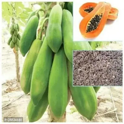 Baishnab Papaya seed hh 50psAtoZ06320PIECE