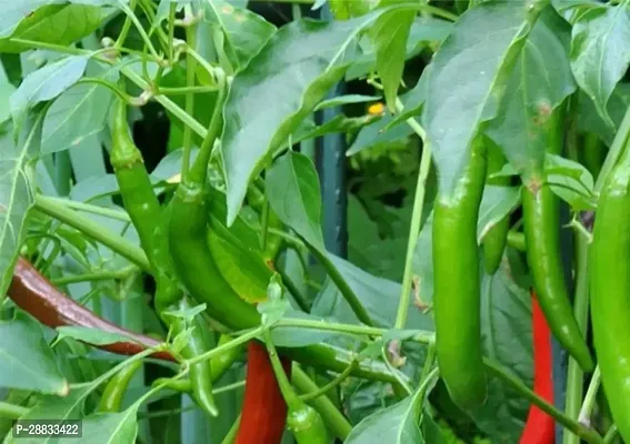 Baishnab Chili seed as 10psGreen Chilli 10 Seeds 10PIECE