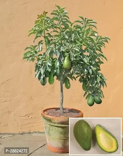 Baishnab  Reed Avocado Live PlantCF17 Avocado Pla