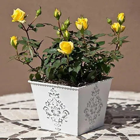 Best Selling Plant & Planters 