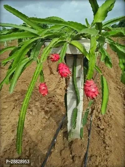 Baishnab  Pink Dragon Fruit Live PlantCF059 Drago