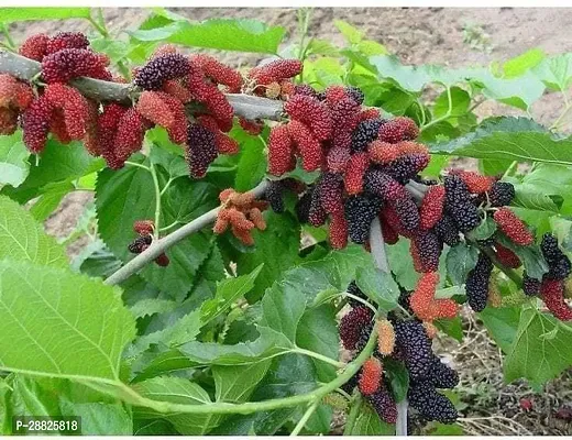 Baishnab  b121 ShahtootMulberry Plant-thumb0