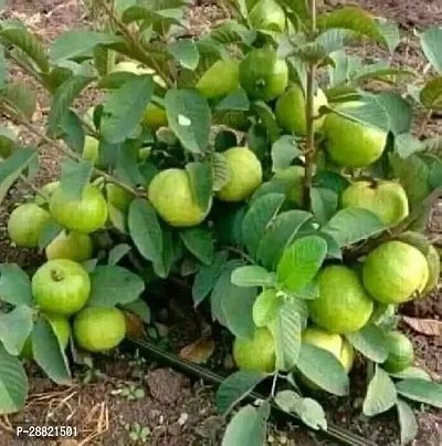 Baishnab  Buy guava Guava Plant-thumb0