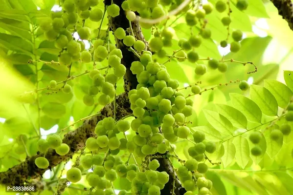 Baishnab  STAR GOOSEBERRYSMALL AMLAARAI NELLIKAI