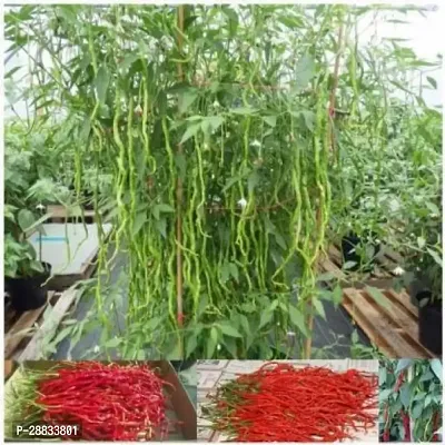 Baishnab chili seed aw 150psCW6 CHILLI MIRCHI HYBRID SEED150PIECE