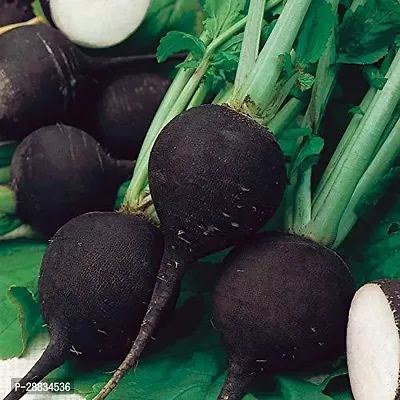 Baishnab Radish seed 100 per packet vb Black Spanish Radish Vegetable Seeds 100 Seed100PIECE