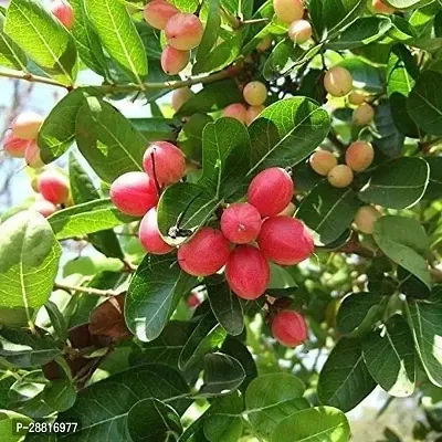 Baishnab  Live Plant Bakery Cherry KalakaiVakkai K-thumb0