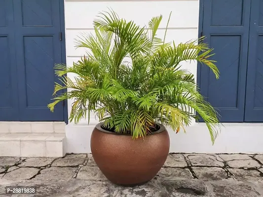 Baishnab  l11 Areca Palm-thumb0