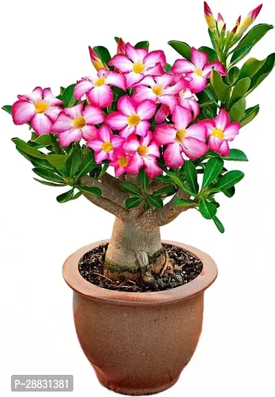 Baishnab  Adenuim Adenium Plant-thumb0