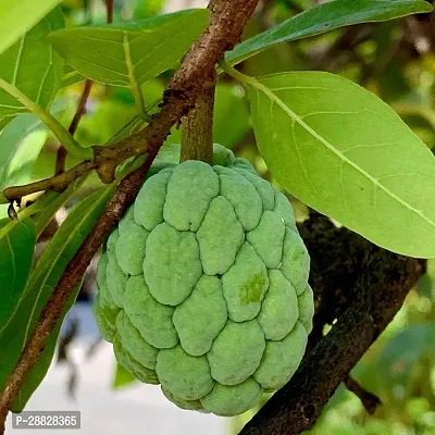 Baishnab  Custard Apple Live Plant Disha200811 C