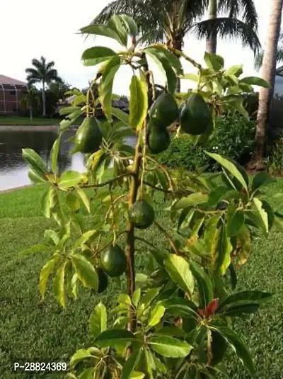 Baishnab  Choquette Avocado Live PlantCF03 Avocad-thumb0