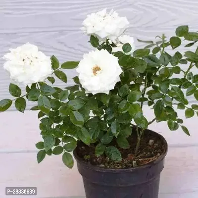 Baishnab  Saraswati Gardens Live Miniature White Ro-thumb0