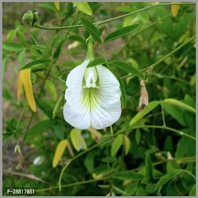 Baishnab  Aparajita  Butterfly Pea Plant 94 Aparaj