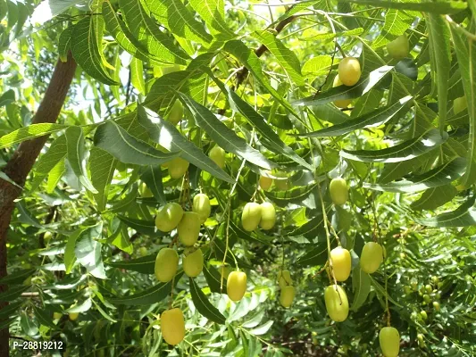 Baishnab  Azadirachta indica plant Neem Plant