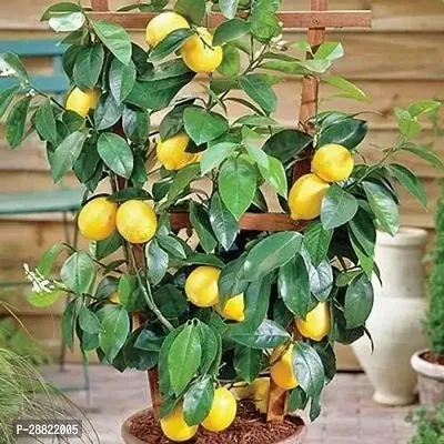 Baishnab  Live Kagzi NImboo   Lemon Plants Lemon P