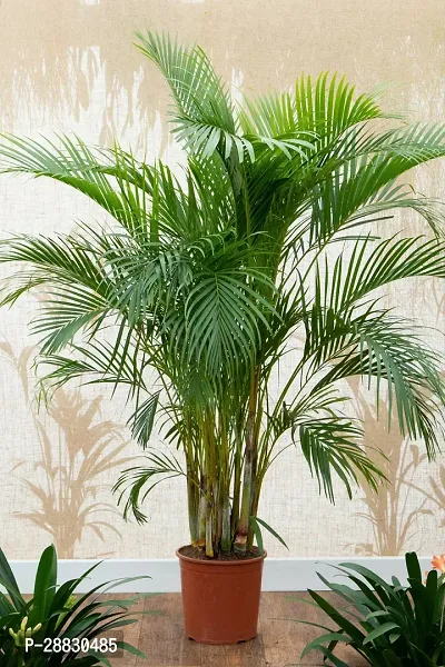 Baishnab  Indoor Areca Plam plants Areca Palm-thumb0