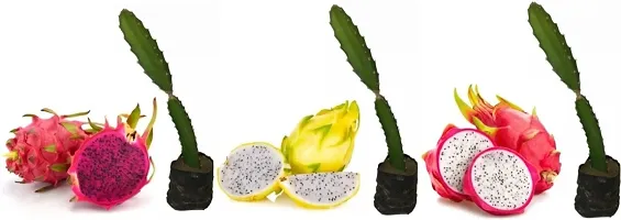 New Arrival Plant & Planters 