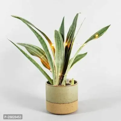 Baishnab  HybridSnake17 Snake Plant-thumb0