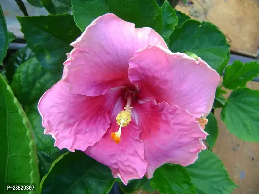 Baishnab  Hibiscus Red CF20091 Hibiscus Plant-thumb0