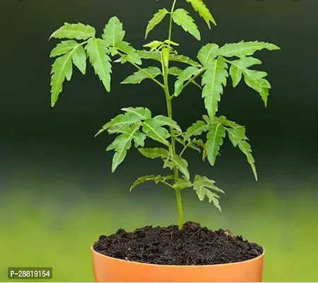 Baishnab  neem plant1 Neem Plant-thumb0