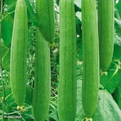 Baishnab u 1Global Multicom  SPONGE GOURD SEEDS NENUA50PIECE-thumb0