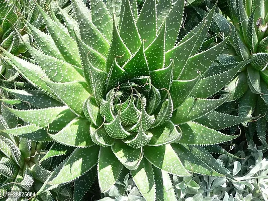 Baishnab  Aloe Vera Plant CF00020 Aloe Vera Plant