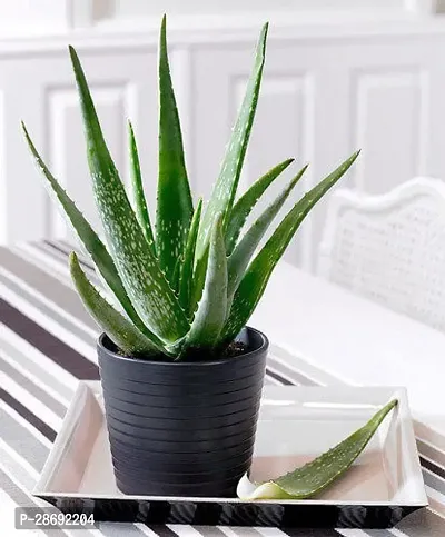 Baishnab Aloe Vera Plant aloe vera plant 7002-thumb0