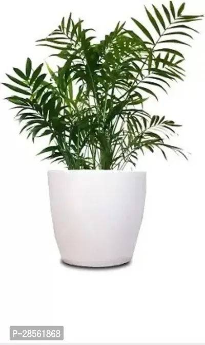 Baishnab Areca Palm Areca Palm ar12-thumb0