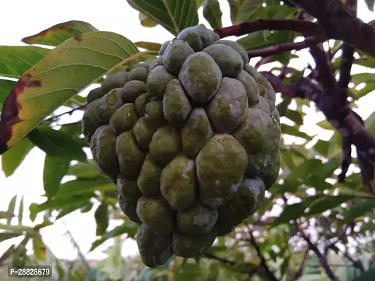 Baishnab  Custard Apple Live Plant Disha20023 Cu-thumb0