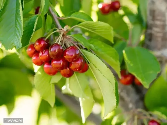 Baishnab  CCD11 Cherry Fruit Plant