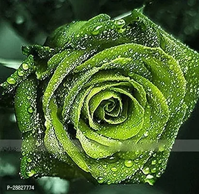 Baishnab  Rose Plant  Green  Rose Plant