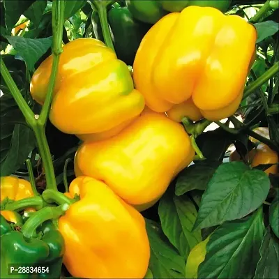 Baishnab capsicum seed clopYellow CAPSICUM SEEDS200PIECE