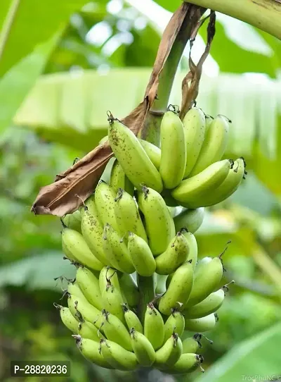 Baishnab  byy01 Banana Plant-thumb0