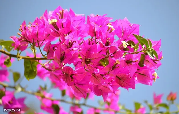 Baishnab  Bougainvillea PlantCFA203 Baugainville