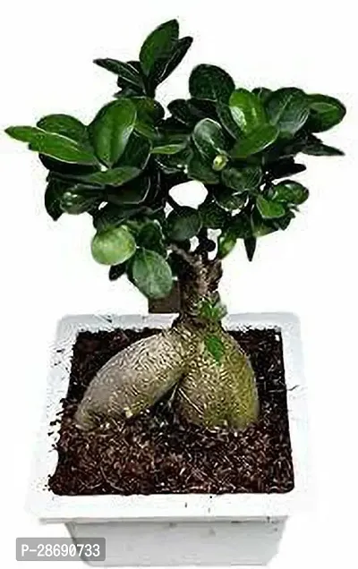 Baishnab Ficus Bonsai Plant CFGV5