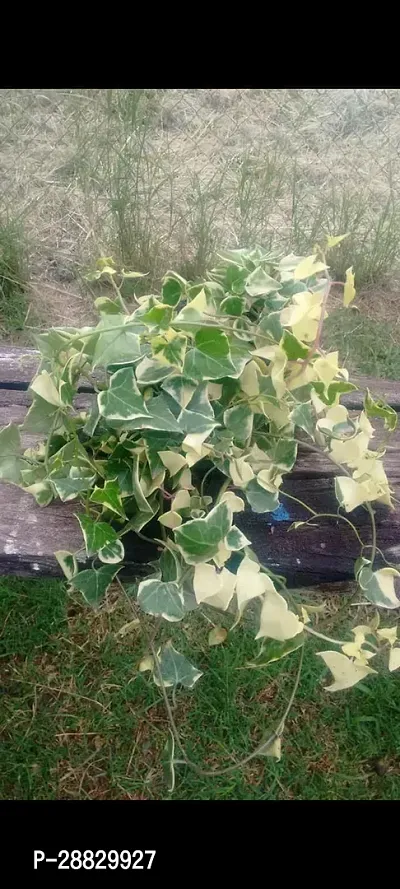 Baishnab  Bougainvillea Plant CF000166 Baugainvil