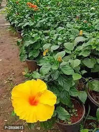 Baishnab Hibiscus Plant HIBISCUS PLANT YYT