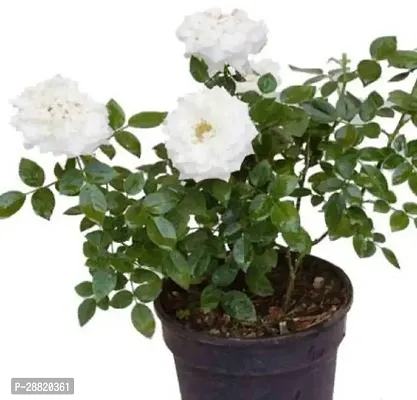 Baishnab  White rose plant Rose Plant-thumb0